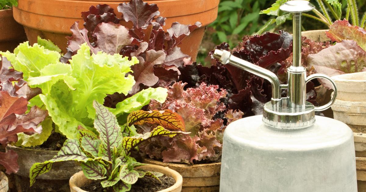 Gärtnern in der Kiste Liebe Deinen Garten DE